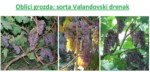 oblici grozda Drenak